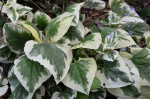 Brunera wielkolistna (Brunnera macrophylla) Variegata zdjęcie 2