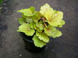Żurawka (Heuchera) Electra zdjęcie sadzonki