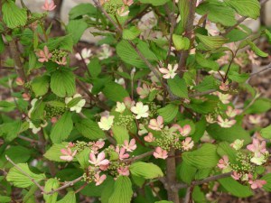 Kalina japońska (Viburnum plicatum) Molly Schroeder c5 zdjęcie 2