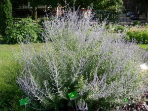 Perowskia łobodolistna (Perovskia) Silvery Blue zdjęcie 5