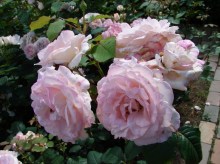 Róża parkowa Clair jasnoróżowa c4 zdjęcie 2