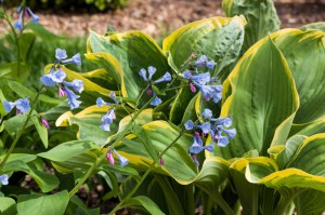 Funkia (Hosta) Liberty zdjęcie 2