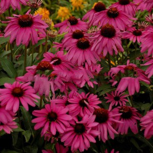 Jeżówka purpurowa (Echinacea) Purple Emperor zdjęcie 1
