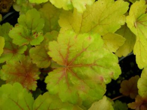 Żurawka (Heuchera) Electra zdjęcie 5