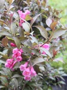 Krzewuszka (Weigela) Nana Purprea sadzonka zdjęcie 5