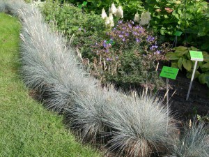 Kostrzewa Sina (Festuca glauca) Niebieska Trawa zdjęcie 8