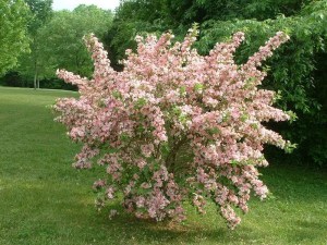 Krzewuszka (Weigela) Variegata c3 zdjęcie 2