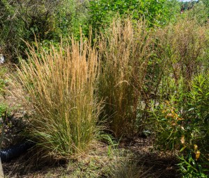 trzcinnik ostrokwiatowy (Calamagrostis acutiflora) Overdam c3 zdjęcie 2