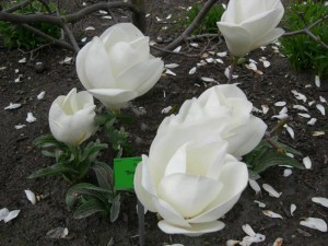 Magnolia pośrednia (Magnolia soulangeana) Lennei Alba zdjęcie 2