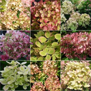Hortensja bukietowa Pastelgreen Hydrangea c5 zdjęcie 1