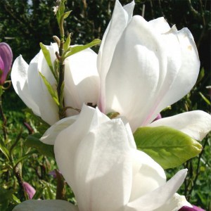 Magnolia pośrednia (Magnolia soulangeana) Alba Superba c12 zdjęcie 1