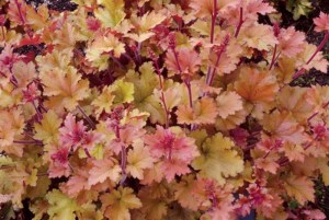Żurawka (Heuchera) Marmalade zdjęcie 2