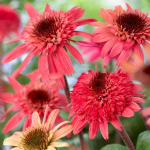 Jeżówka purpurowa (Echinacea) Big Kahuna zdjęcie 1