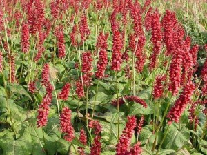 Rdest himalajski (Persicaria) JS Caliente zdjęcie 2