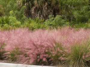 Muhlenbergia, Trawa włosowata (Muhlenbergia capilaris) zdjęcie 2