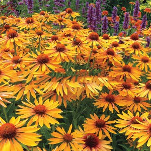 Jeżówka purpurowa (Echinacea) Big Kahuna zdjęcie 1