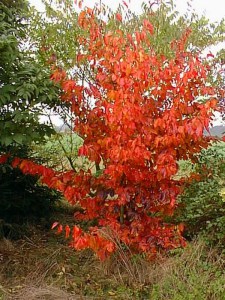 Parocja perska (Parrotia persica) sadzonka zdjęcie 5