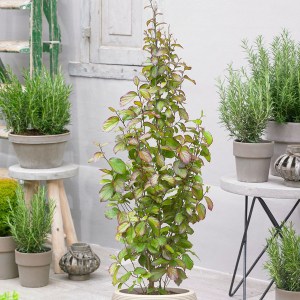 Parocja perska (Parrotia persica) Persian Spire zdjęcie 2
