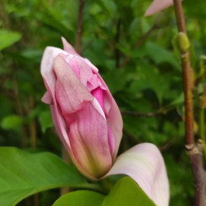 Magnolia Daybreak c5 zdjęcie 1