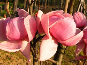 Magnolia Brixton Belle c4 zdjęcie 2