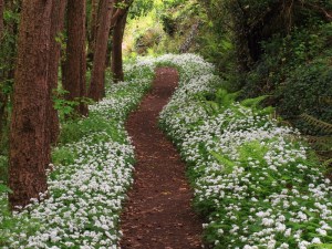 Czosnek niedźwiedzi (Allium ursinum) sadzonka zdjęcie 2