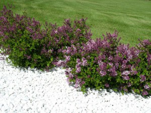 Bez -  lilak (Syringa) Palibin pachnący zdjęcie 2