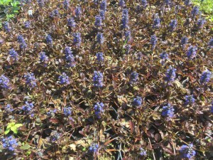 Dąbrówka rozłogowa (Ajuga reptans) zdjęcie sadzonki
