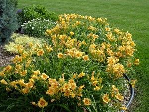 Liliowiec (Hemerocallis) El Desperado c3 zdjęcie 2