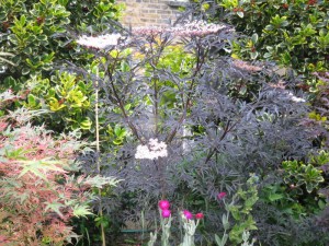 Bez czarny (Sambucus nigra) Black Lace c2 zdjęcie 2