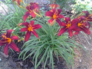 Liliowiec (Hemerocallis) Autumn Red c3 zdjęcie 2