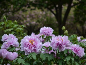 Piwonia drzewiasta (Paeonia suffruticosa) odm. chińska lila zdjęcie 2