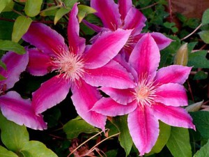 Powojnik (Clematis) Dr Ruppel c2 zdjęcie 5