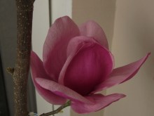 Magnolia Cleopatra c4 zdjęcie 1