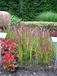 Trawa czerwona (Imperata) Red Baron zdjęcie 6