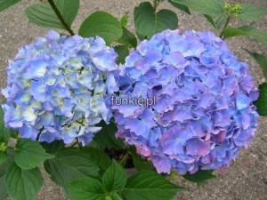 Hortensja ogrodowa (Hydrangea macrophylla) Renate c2 zdjęcie 2