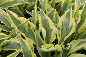 Funkia (Hosta) Lakeside Dragonfly sadzonka 1