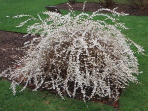 Abeliofylum koreańskie (Abeliophyllum distichum) zdjęcie 2