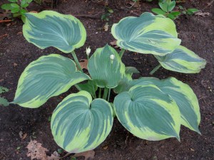 Funkia (Hosta) Earth Angel sadzonka zdjęcie 1