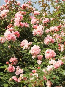Róża pnąca Albertine różowa c2 zdjęcie 2