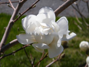 Magnolia Wild Cat c5 zdjęcie 2