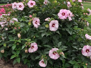 Hibiskus bylinowy (Hibiscus moscheutos) Cherry Cheesecake zdjęcie 2