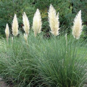 Trawa pampasowa biała (Cortaderia) Pumila zdjęcie 2