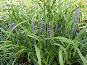 Liriope szafirkowe (Liriope muskari) Royal Purple zdjęcie 4