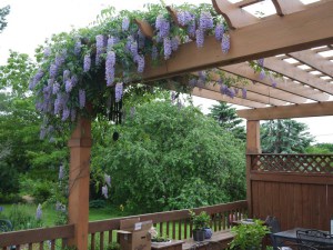 Wisteria kentucka (Wisteria macrostachia) Blue Moon c2 zdjęcie 2