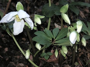 Ciemiernik biały (Helleborus niger) zdjęcie 2