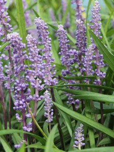 Liriope szafirkowe (Liriope muskari) Ingversen 2