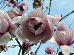 Magnolia Atlas c3 zdjęcie 5