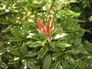 Pieris japoński (Pieris japonica) Little Heath c2 zdjęcie 2