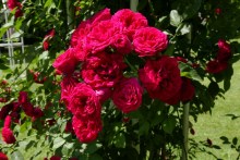Róża pnąca Chevy Chase czerwona c2 zdjęcie 2