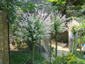 Wierzba (Salix integra) Hakuro Nishiki na pniu zdjęcie 2